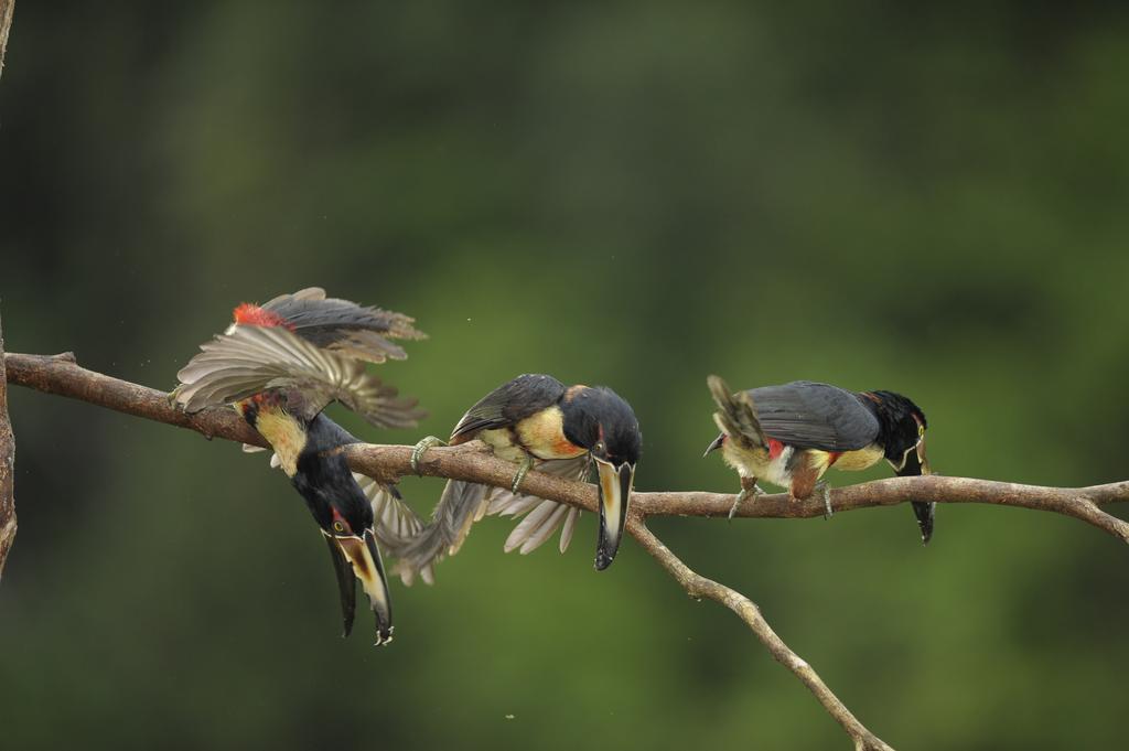 La Laguna Del Lagarto Eco-Lodge Pital  Экстерьер фото