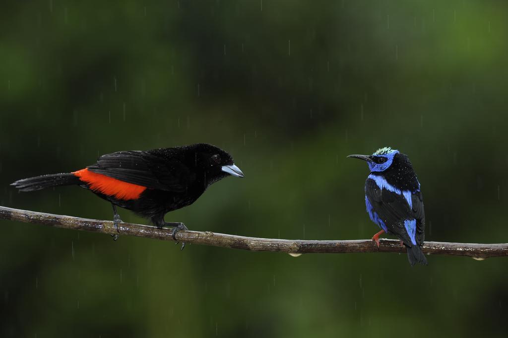 La Laguna Del Lagarto Eco-Lodge Pital  Экстерьер фото