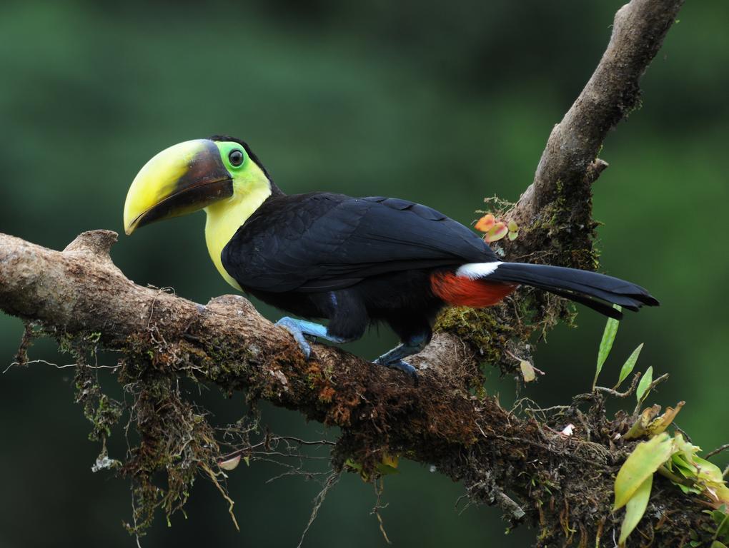 La Laguna Del Lagarto Eco-Lodge Pital  Экстерьер фото