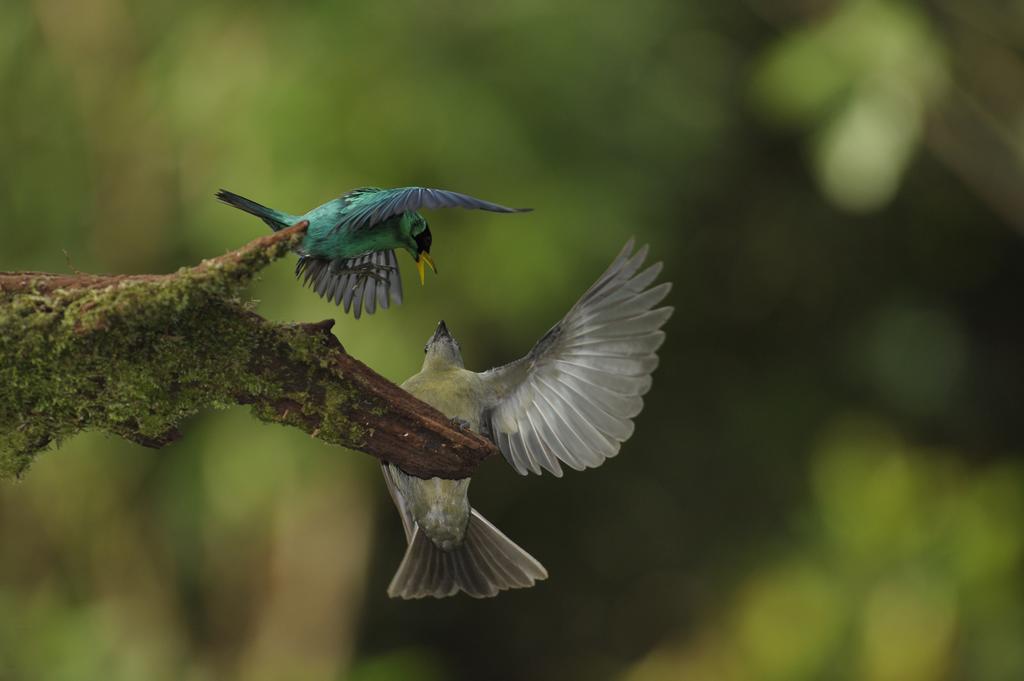 La Laguna Del Lagarto Eco-Lodge Pital  Экстерьер фото