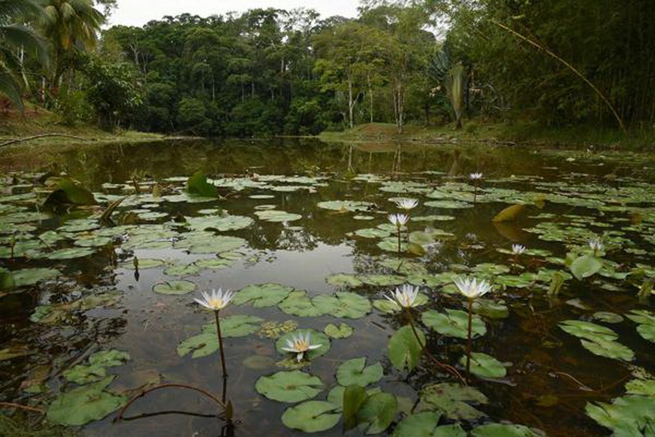 La Laguna Del Lagarto Eco-Lodge Pital  Экстерьер фото